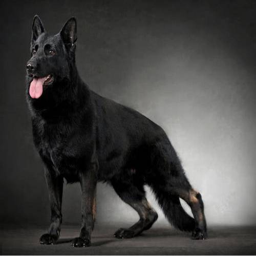 德牧黑背幼犬训练教程