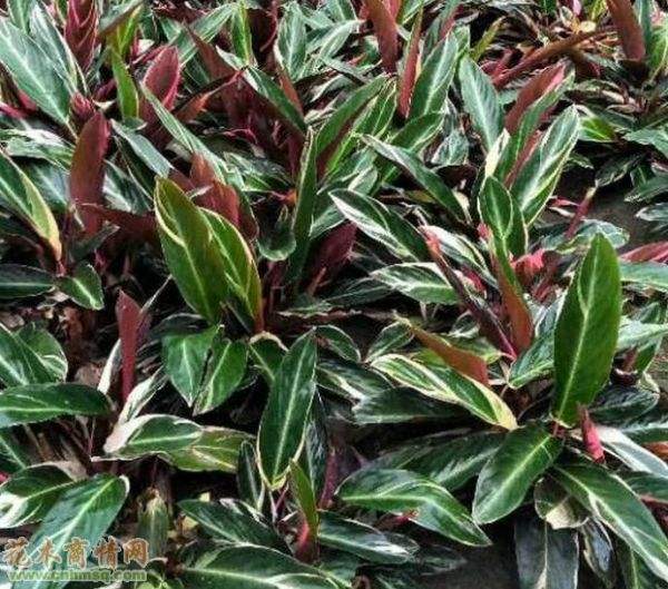 竹芋的种植方法