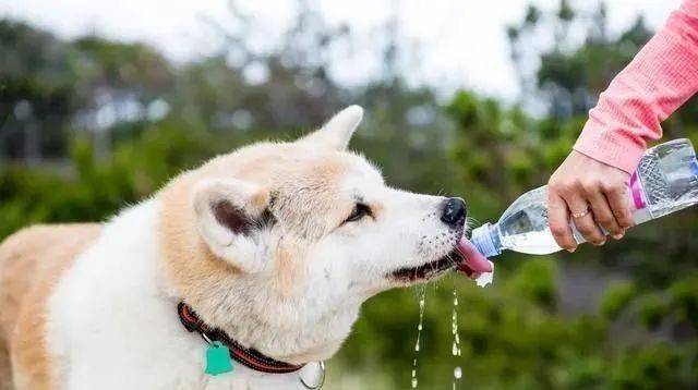 狗狗吐白水精神不振不吃东西不喝水