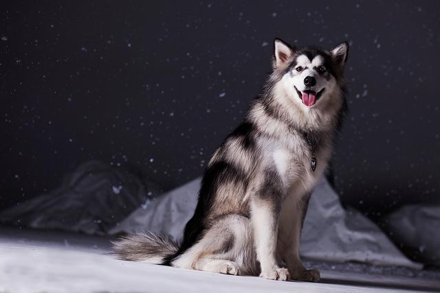阿拉斯加雪橇犬训练的方法