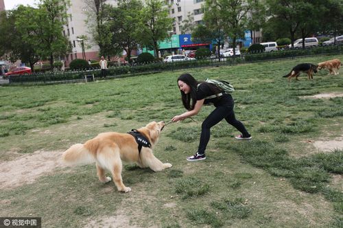 4月龄狗狗训练
