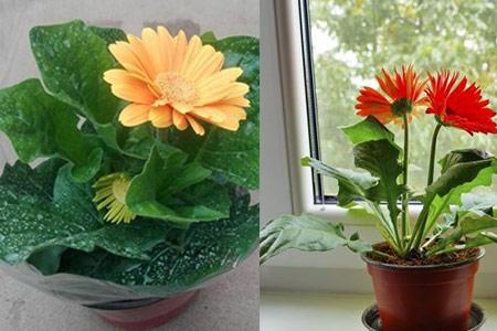 盆栽非洲菊栽培技术