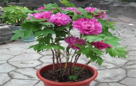 牡丹花开花注意事项