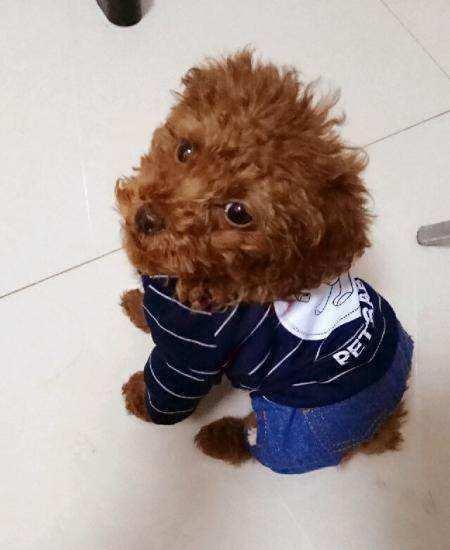 一岁泰迪狗怎么训练上厕所