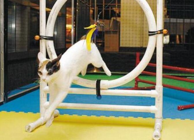 训练 猫咪