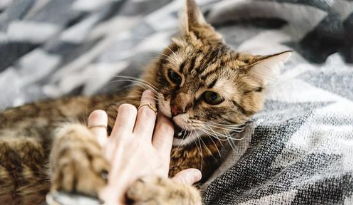 猫最近老咬东西怎么办
