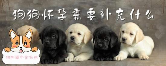 狗怀孕需要补哪些东西