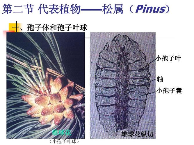 裸子植物栽培要点