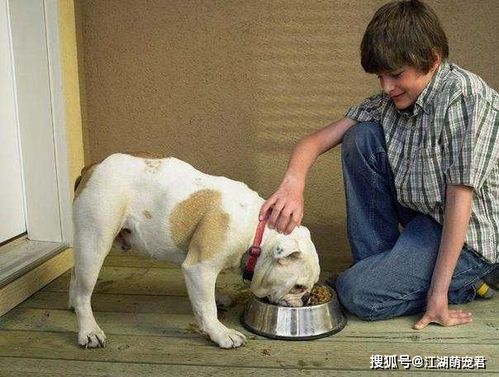 怎么训练小狗待食