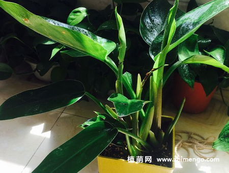 金钻盆栽养殖方法