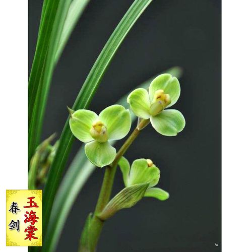 兰花培育春剑栽培技术