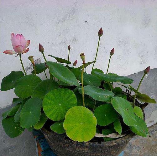 花了栽培