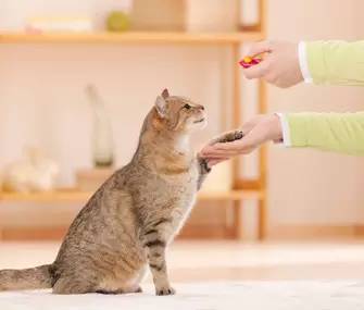 猫握手训练