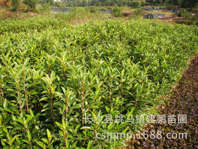 冬青树栽培技术