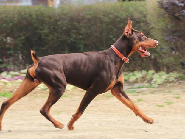 杜宾犬怎样训练体能