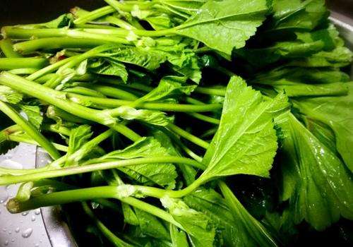 炒冬寒菜的做法