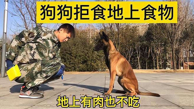 马犬乱吃东西怎么办