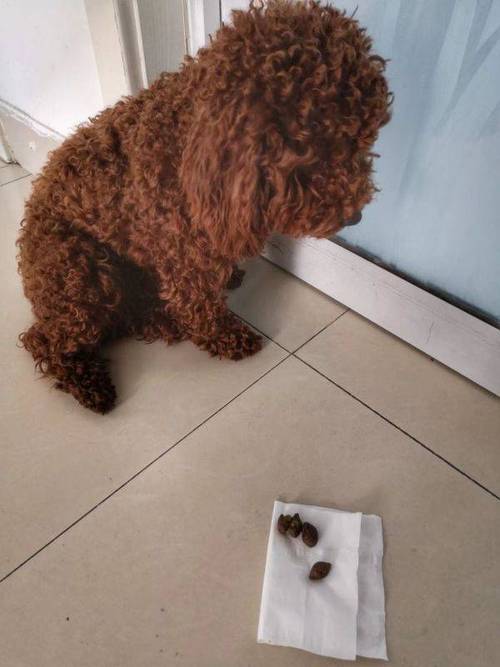 训练泰迪拉屎