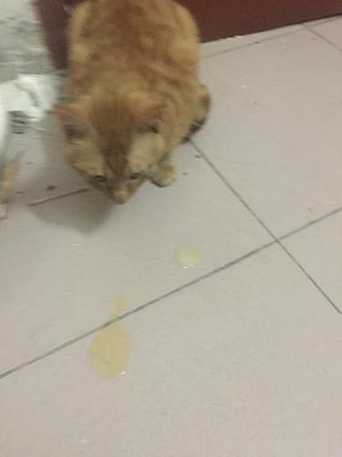 小猫乱吃东西吐了.