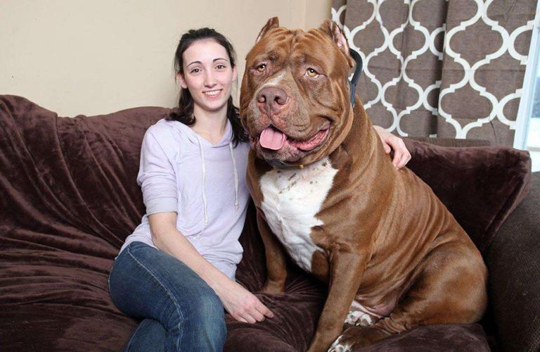 比特犬要怎么训练