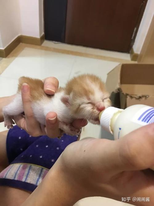 如何让小奶猫吃东西