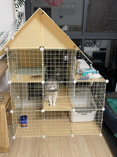 训练猫适应笼子