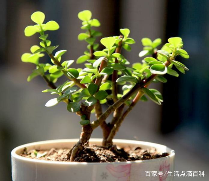 金枝玉叶的嫁接方法