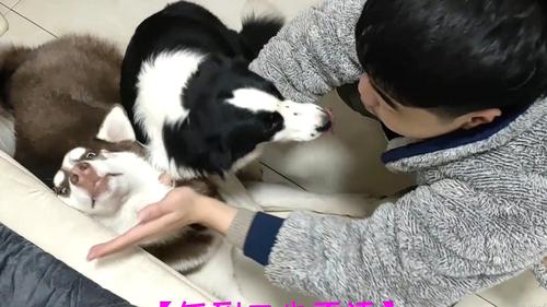 边牧一直咬东西怎么办