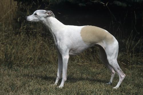 灵缇犬怎么训练抓兔子