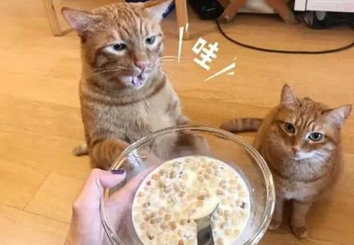 三个月的猫该怎么吃东西是怎么回事