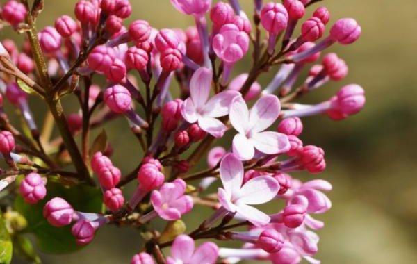 丁香花栽培方法