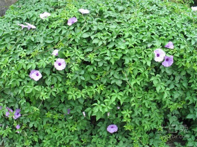 旋花科栽培植物
