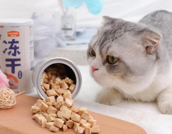 刚到的猫不吃东西怎么办