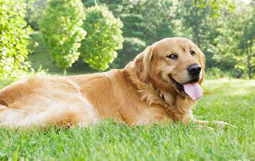 犬的注意力训练