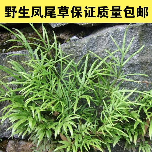 凤凰草栽培
