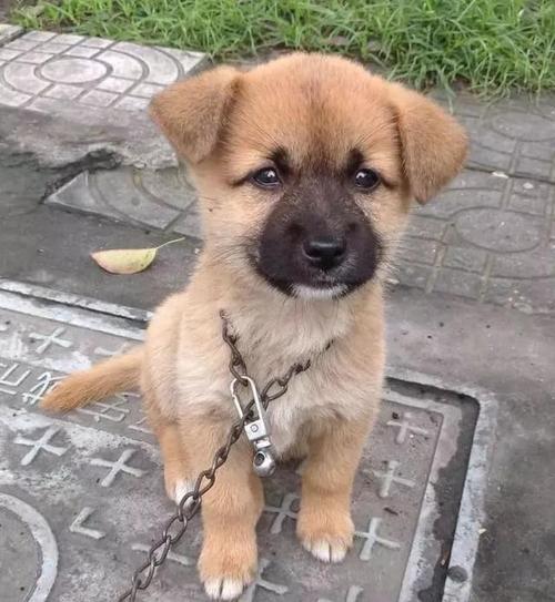 中国田园犬幼狗训练