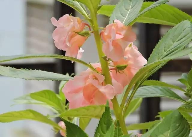 小凤仙花的栽培方法