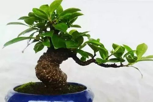 榕树盆景的栽培技术和养护方法