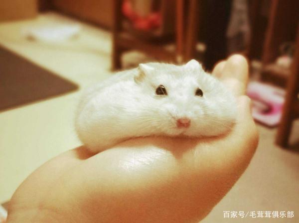 养仓鼠要些什么东西怎么办