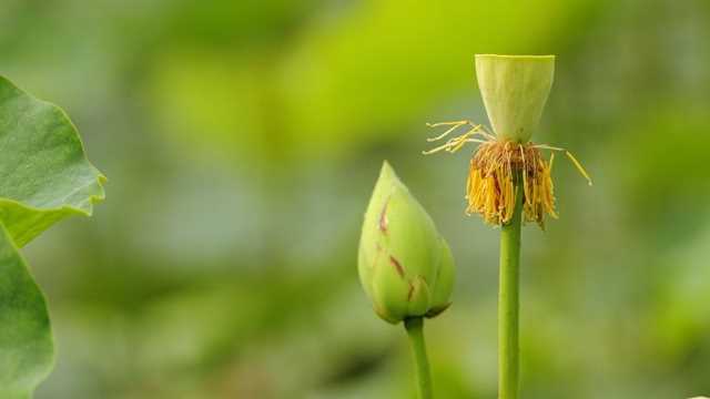穗莲花栽培