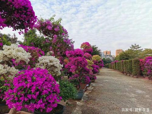 勒杜鹃栽培
