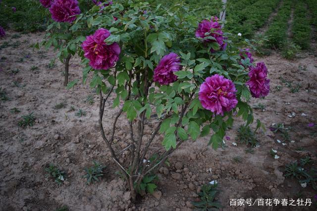 牡丹的栽培与管理