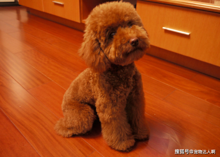 泰迪训练全过程