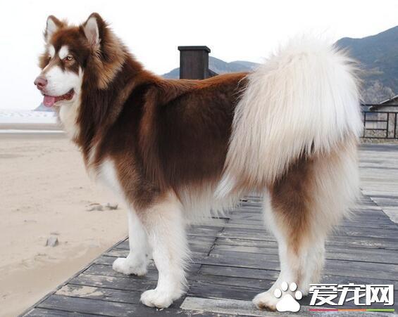 阿拉斯加成年一天要吃多少东西怎么办