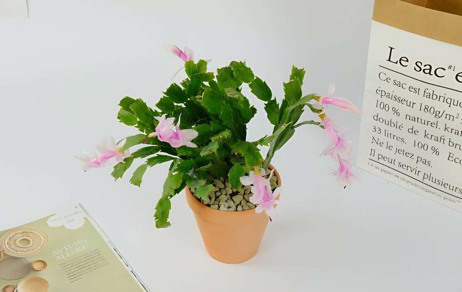 蟹爪莲种植方法