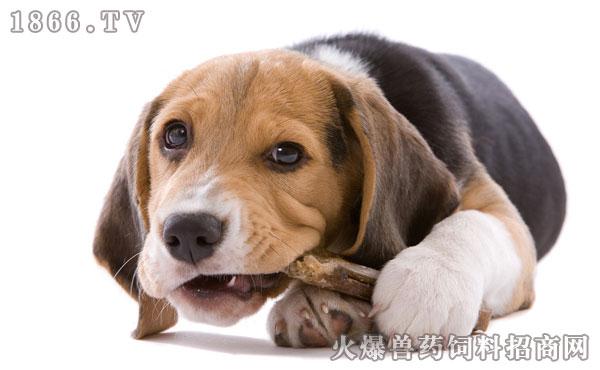 3个月狗狗训练吃什么