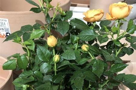 月季栽培管理技术
