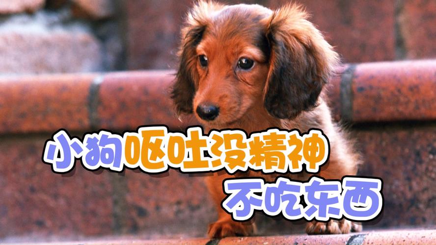 狗不吃东西拉稀怎么办
