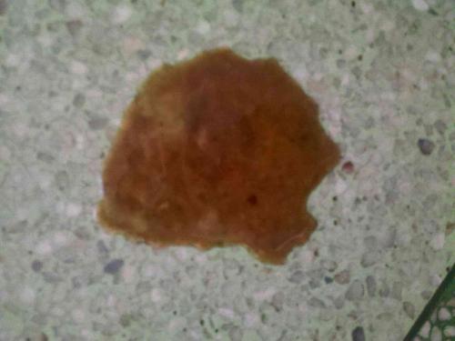 9个月大狗狗不吃东西拉黄色稀屎怎么办