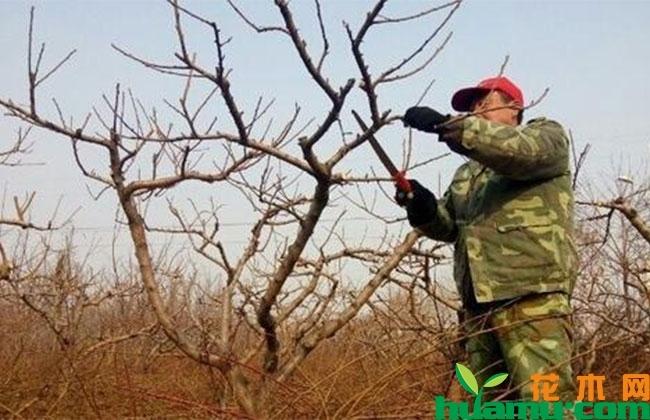 栽培花树剪枝不